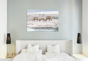 Altercation - Canvas