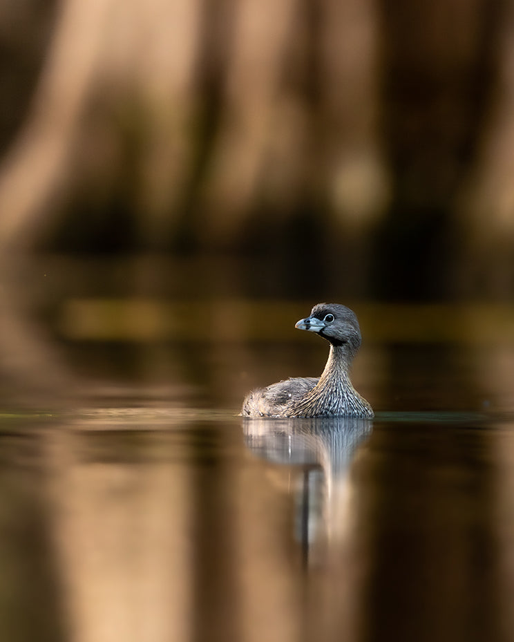 Grebe