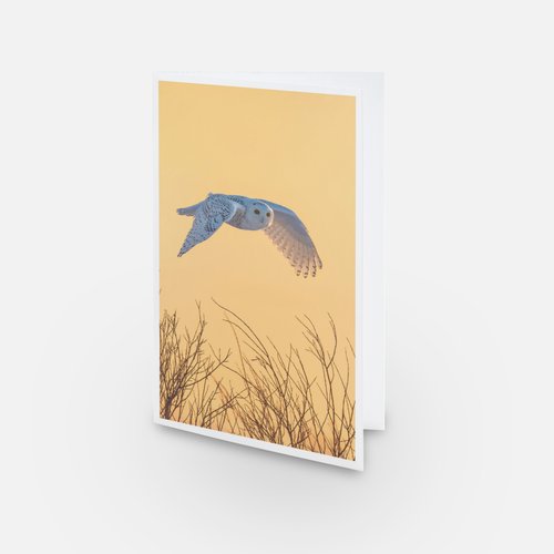 L'envol doré - Carte de souhaits