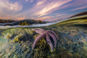 Wavy Starfish