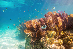 Barrière de corail de Floride