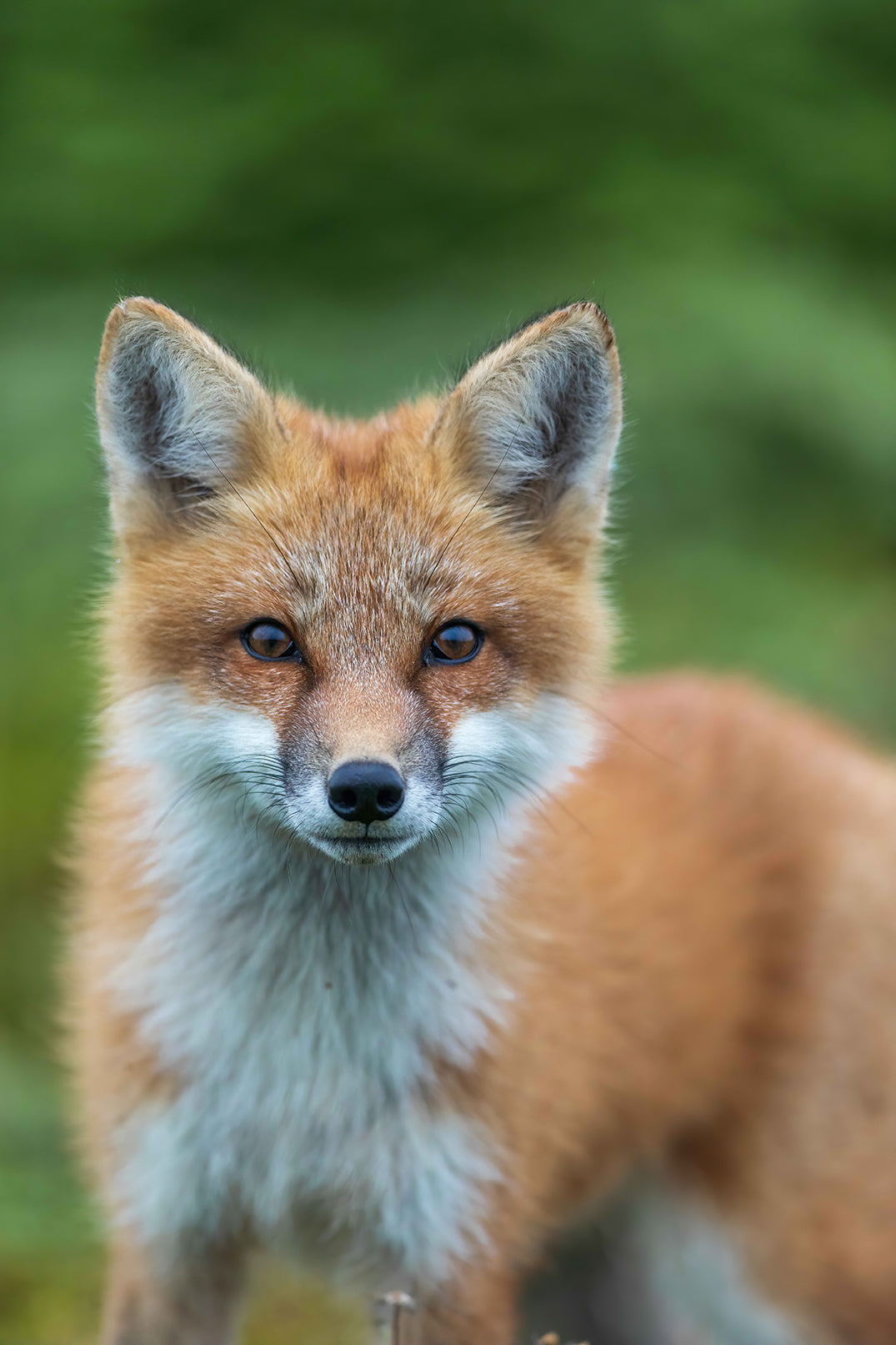 Red fox portrait