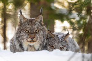 PREORDER - Puzzle - Canada Lynx