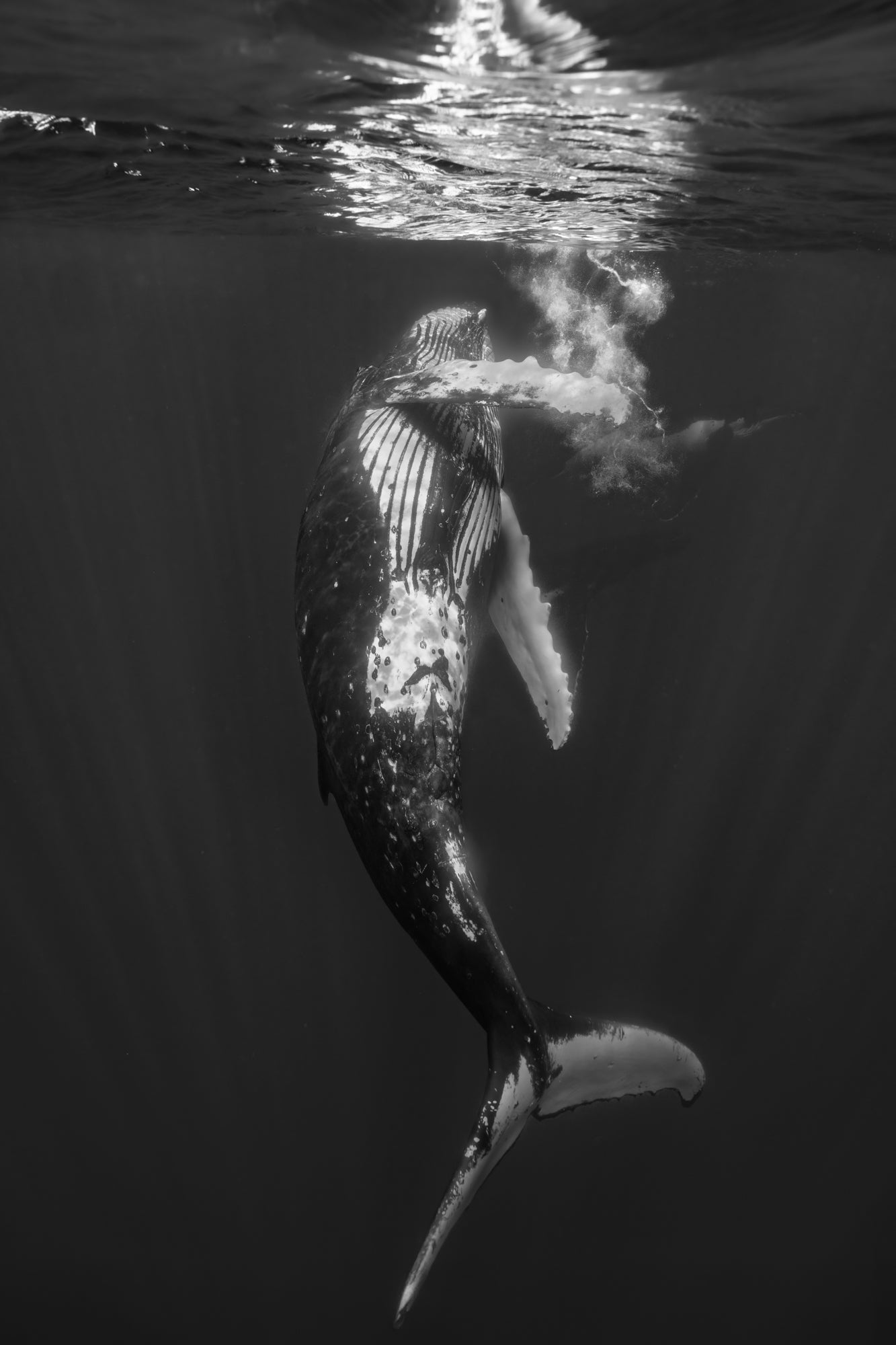 The Dance of the Humpback Whale