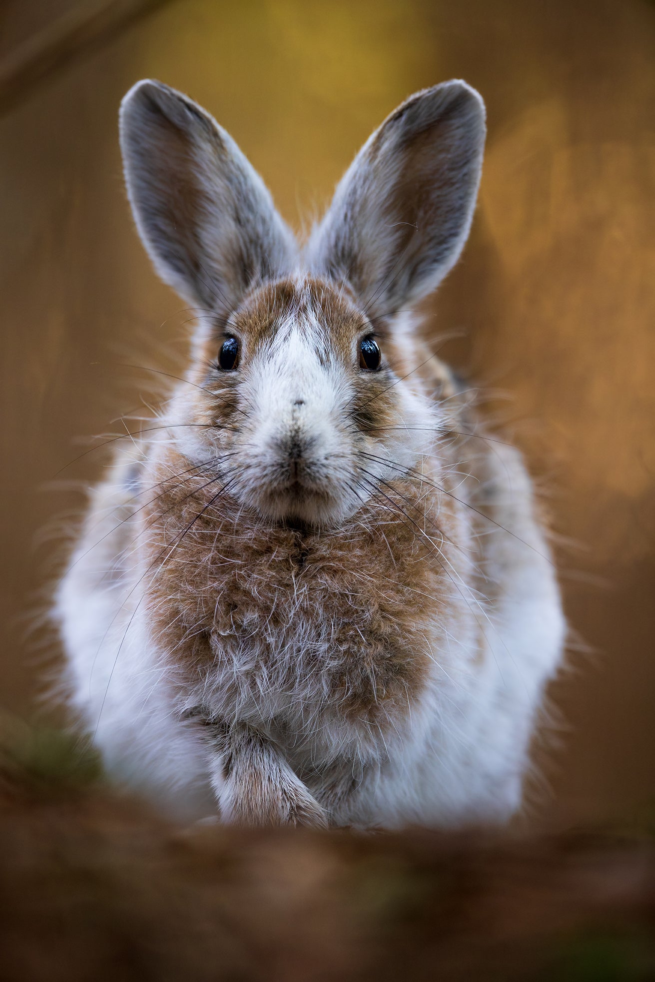 Shedding hare