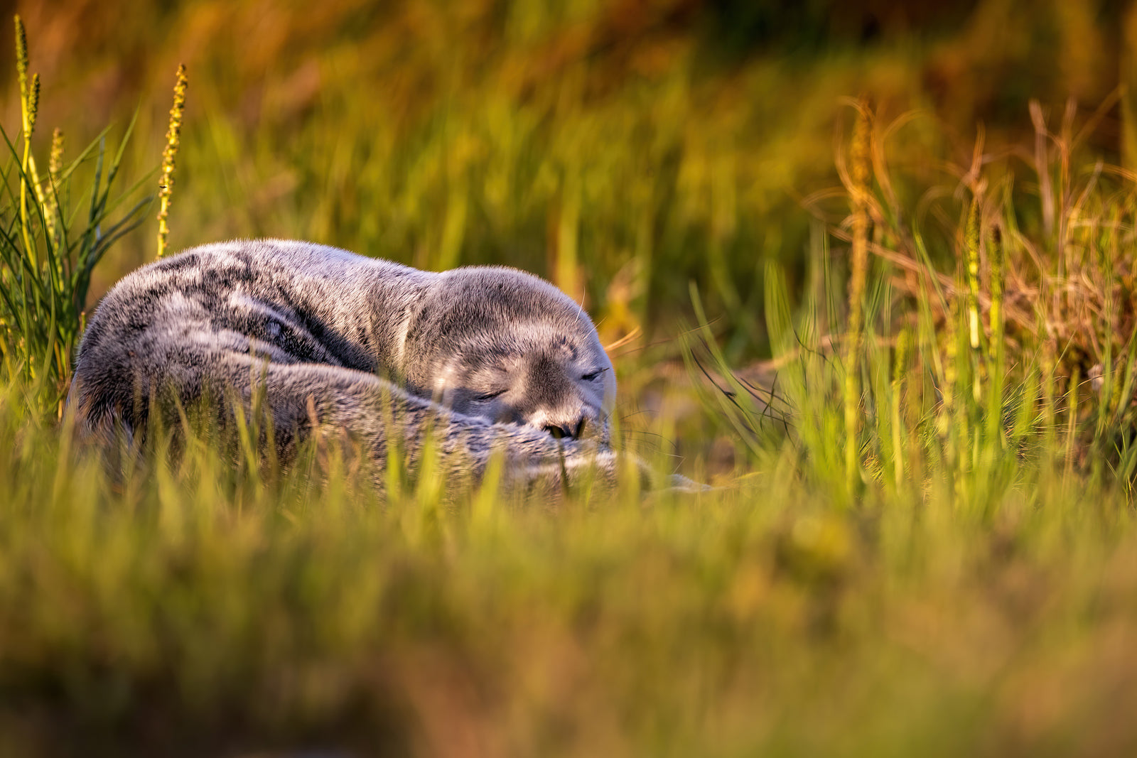 La sieste du phoque