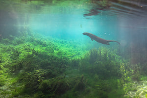 Underwater otter 2