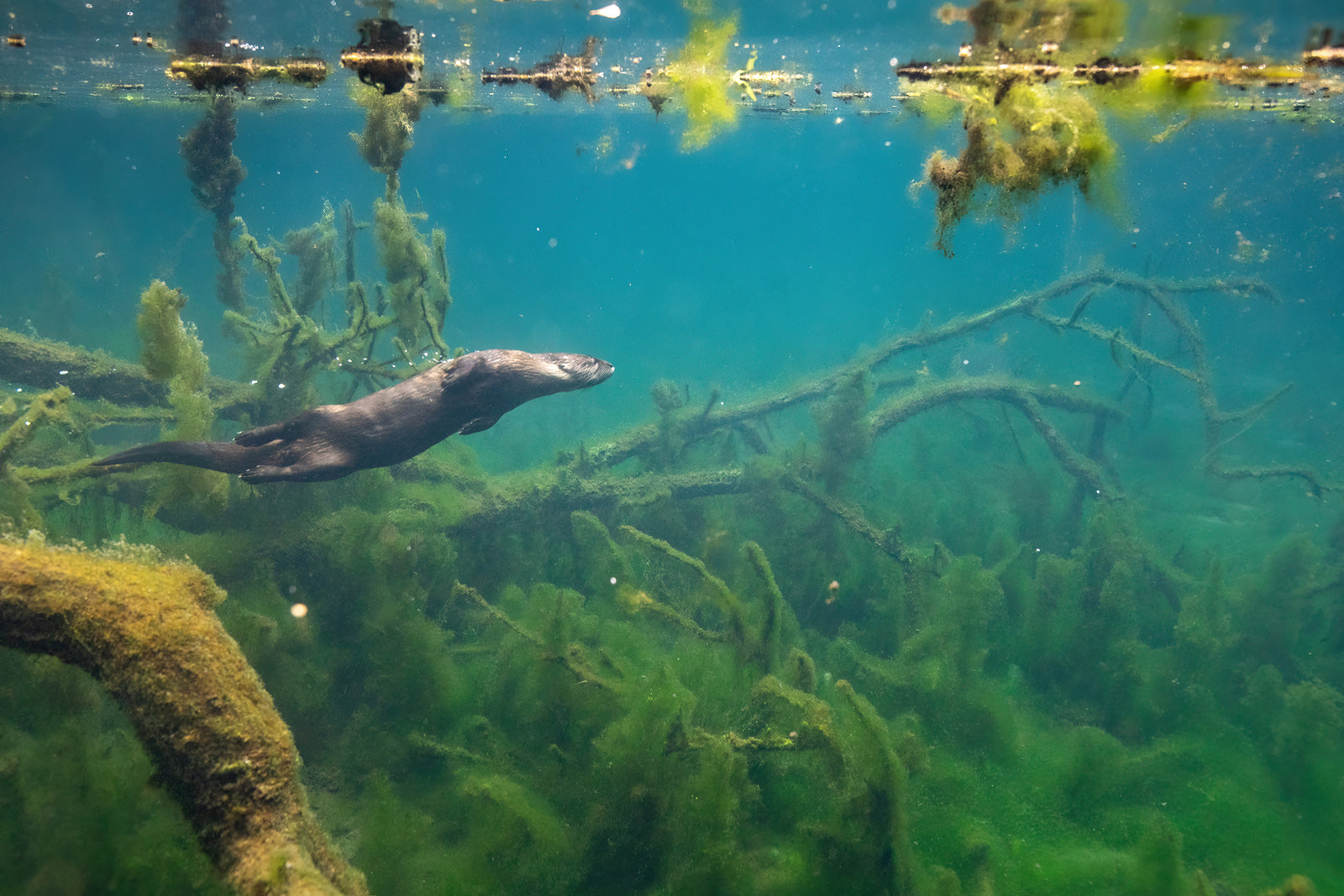 Underwater otter 3