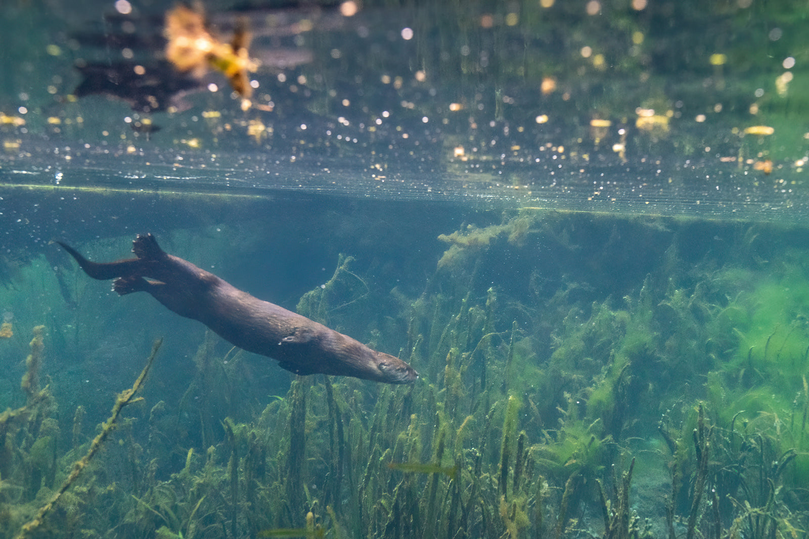 Underwater otter 4