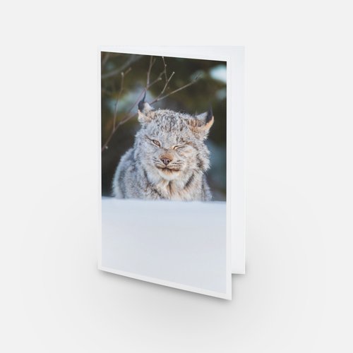Le clin d'oeil du Lynx - Greeting card