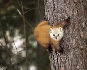 In the tree watching