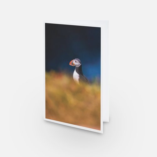 Macareux - Carte de souhaits