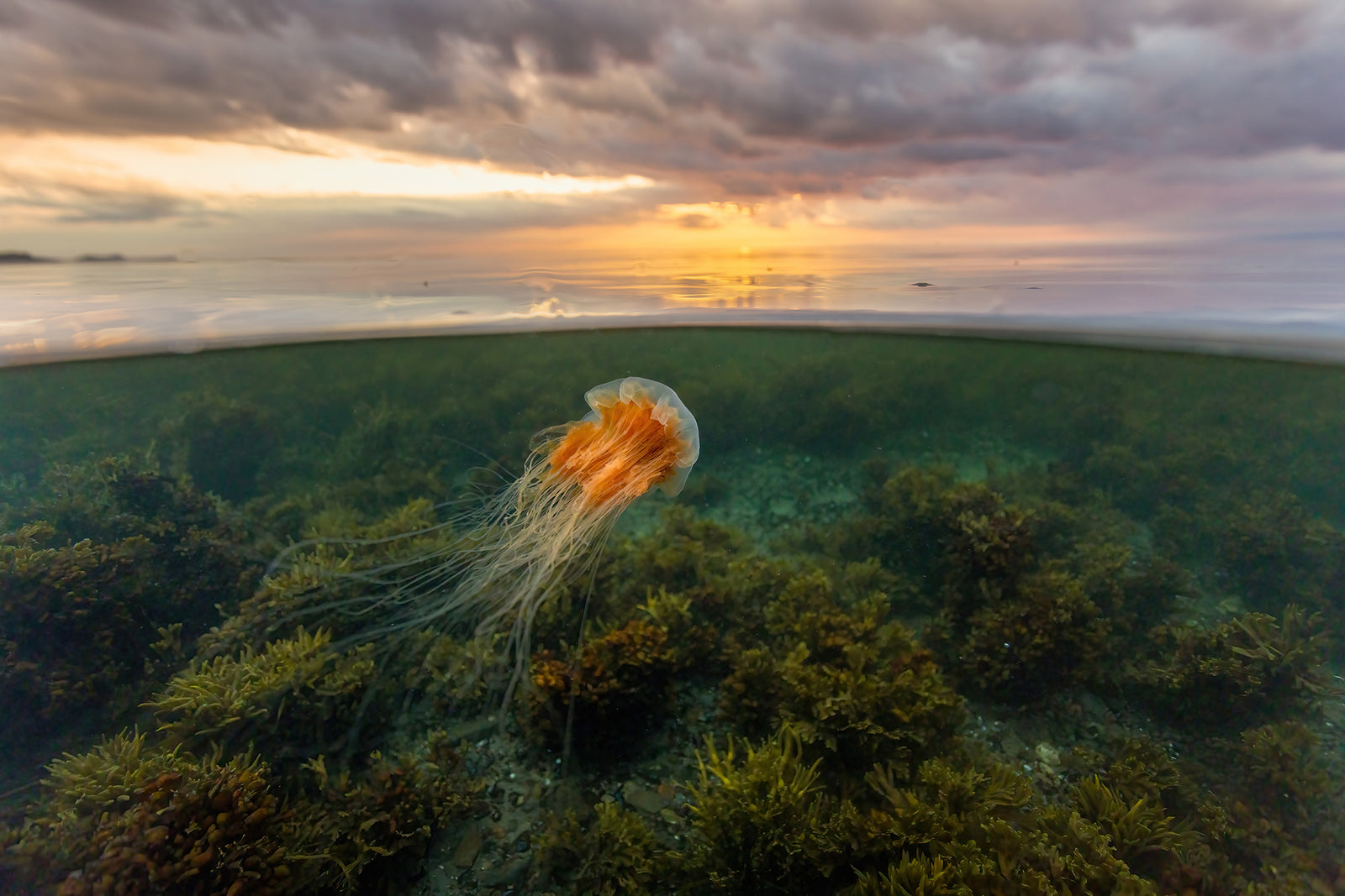 Sunset jellyfish and algae