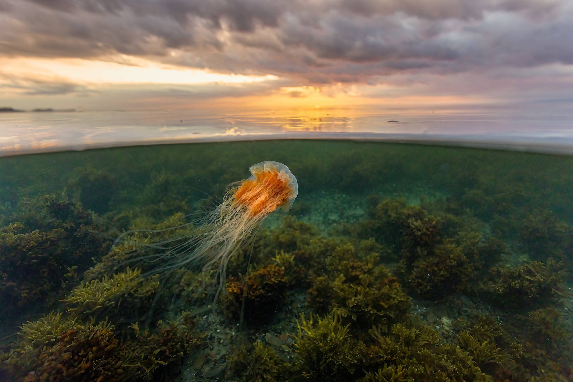 Sunset jellyfish and algae