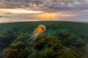 Sunset jellyfish and algae