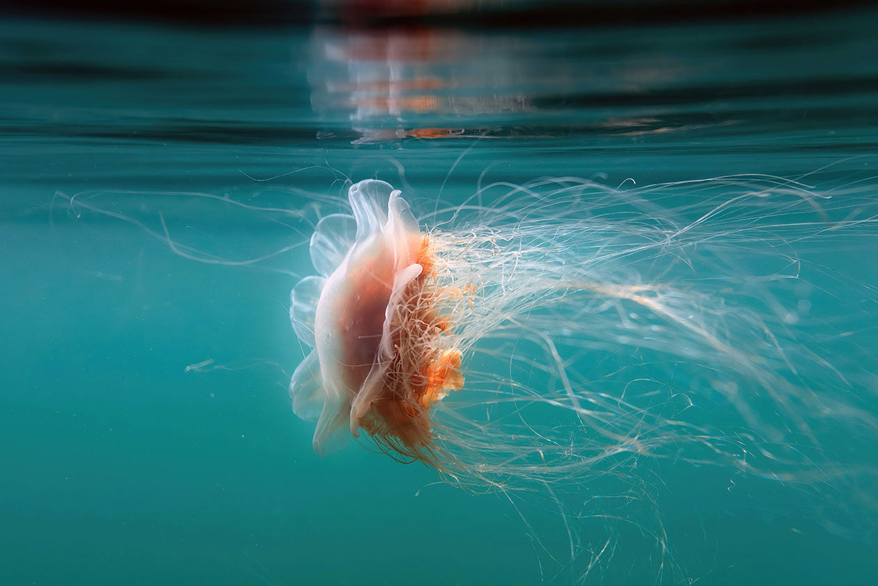 Jellyfish under the surface