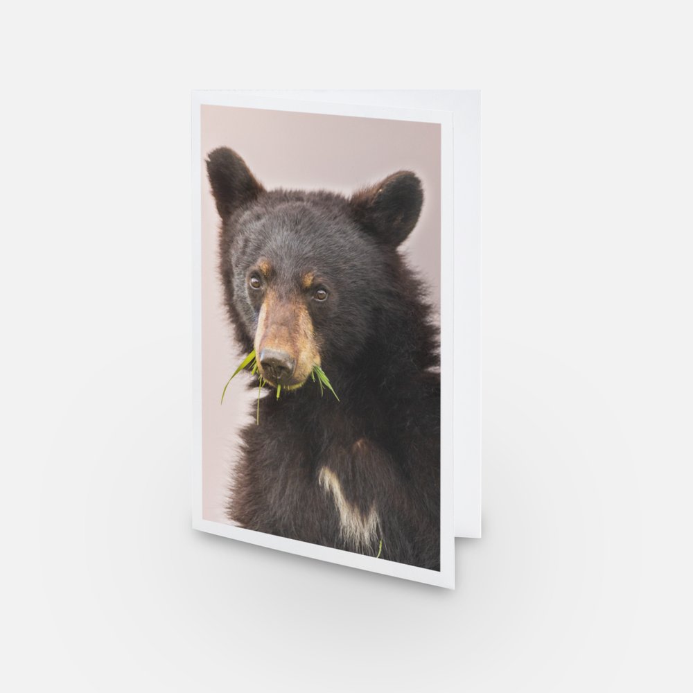 Ours noir - Carte de souhaits