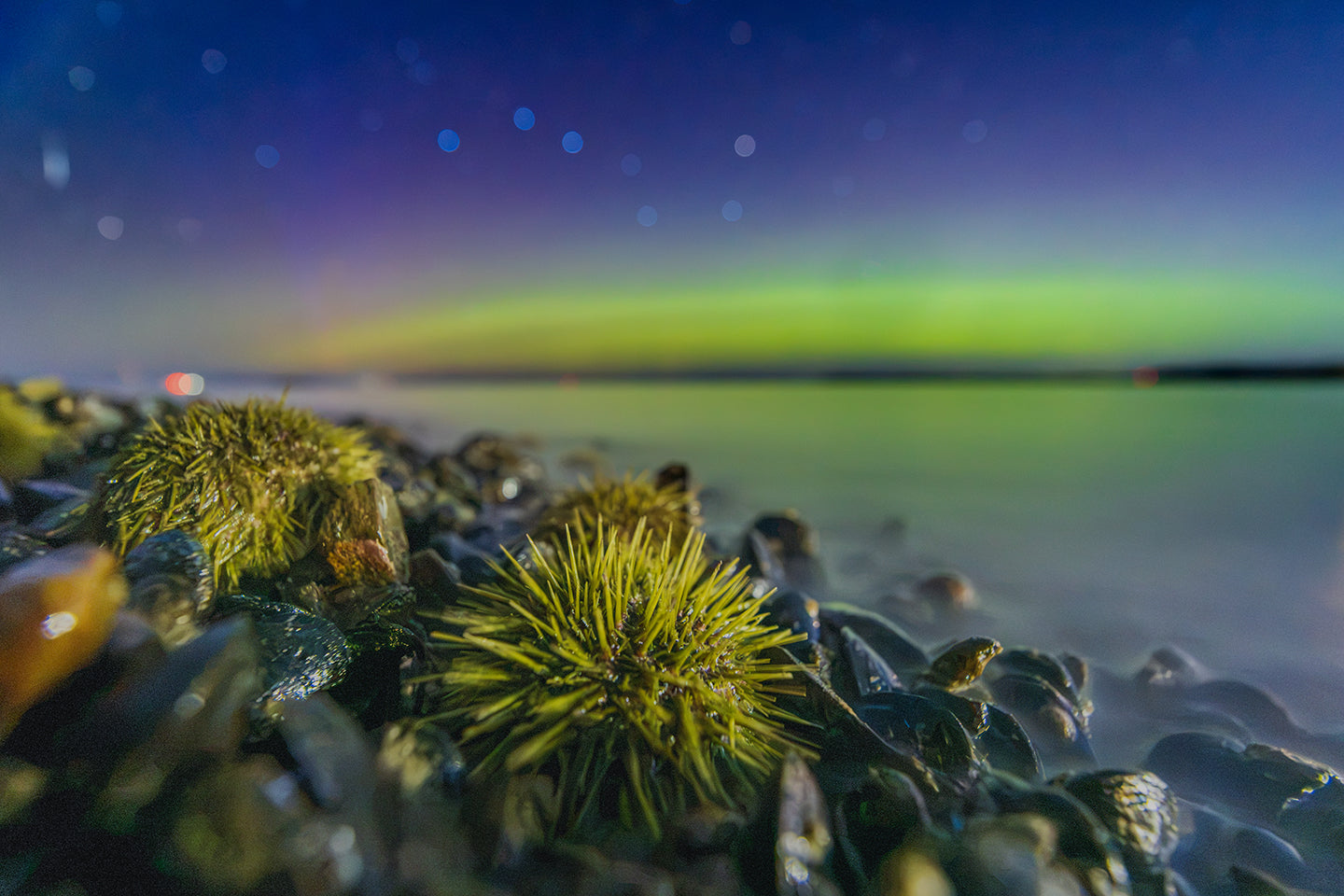 Green sea urchins and aurora