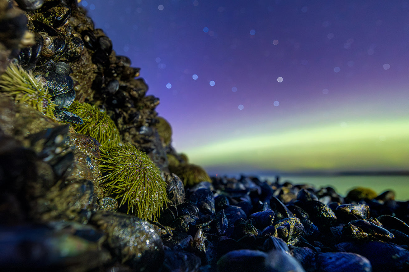 Green sea urchins under the aurora