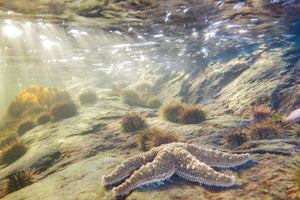 Étoile de mer et oursins