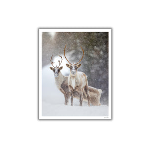 Duo de caribous sous la neige