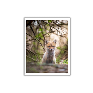 Fox cub under the branches