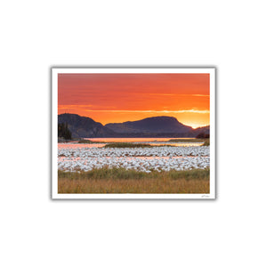 Snow geese and fire sky