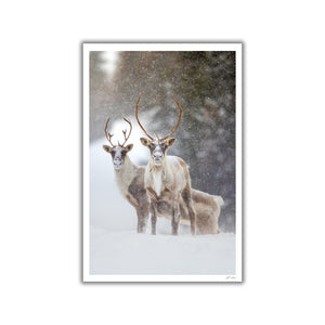 Caribou duo under the snow