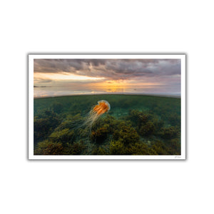 Sunset jellyfish and algae