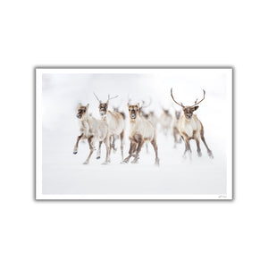 The running herd of caribous