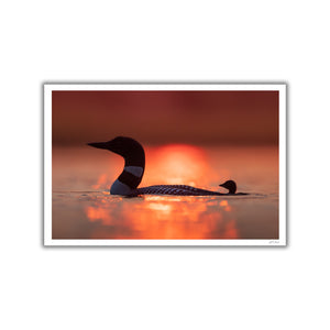 Sunset loons