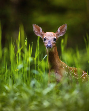 Fawn in the light