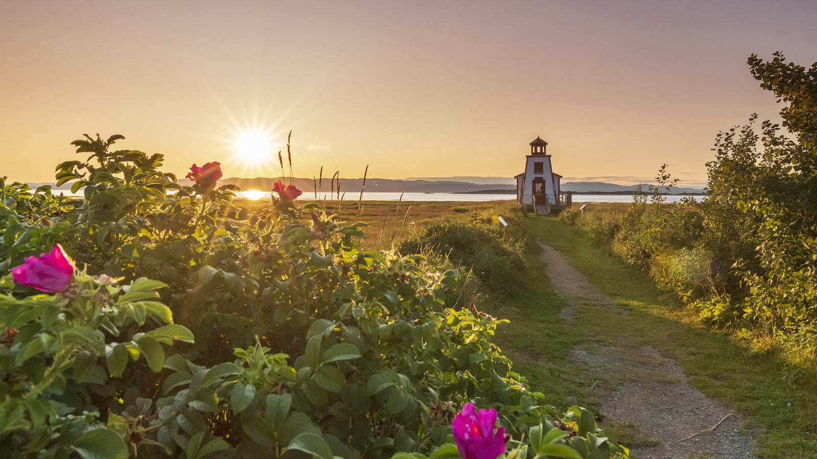 Lighthouse and rosehip