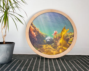 Phoque commun - cadre rond en bois massif (24 pouces)