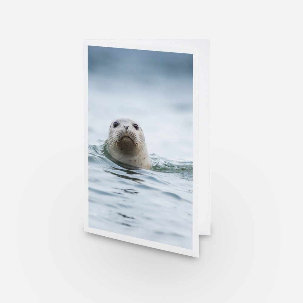 Phoque commun - Carte de souhaits