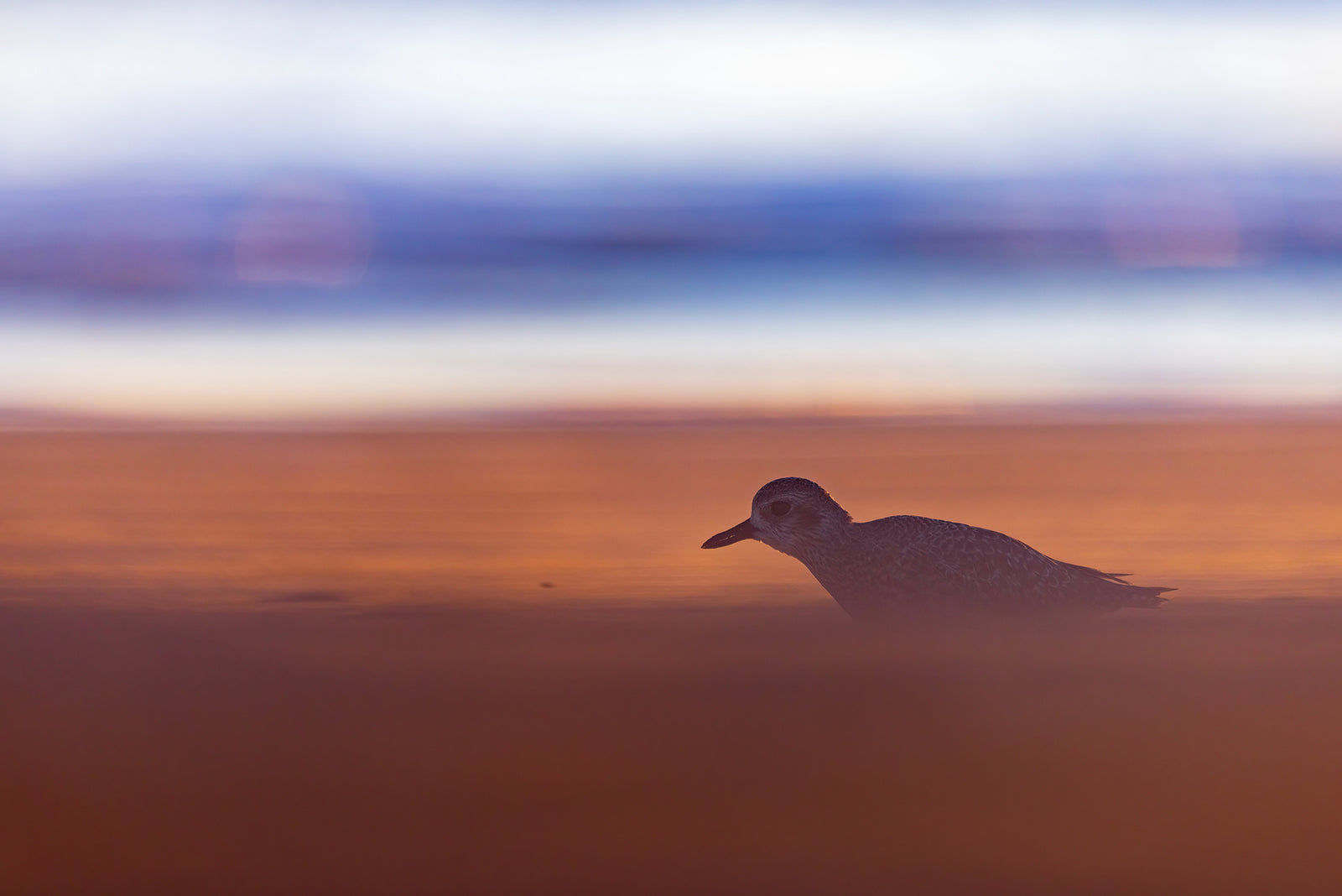 Black-bellied plover
