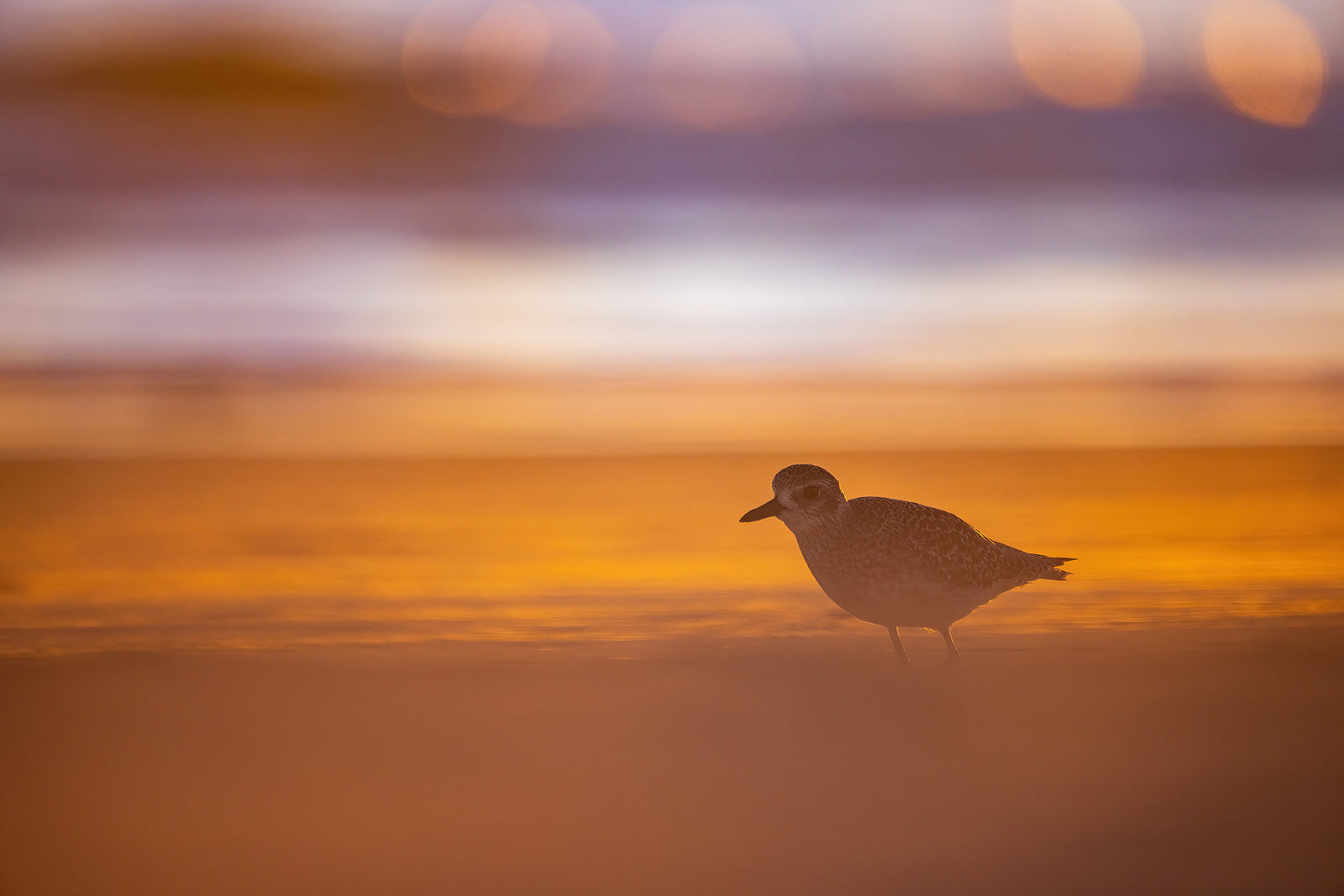 Plover in the golden light