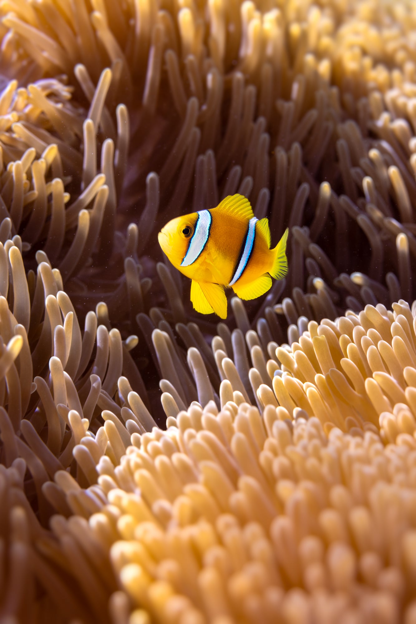 Clownfish and Anemone