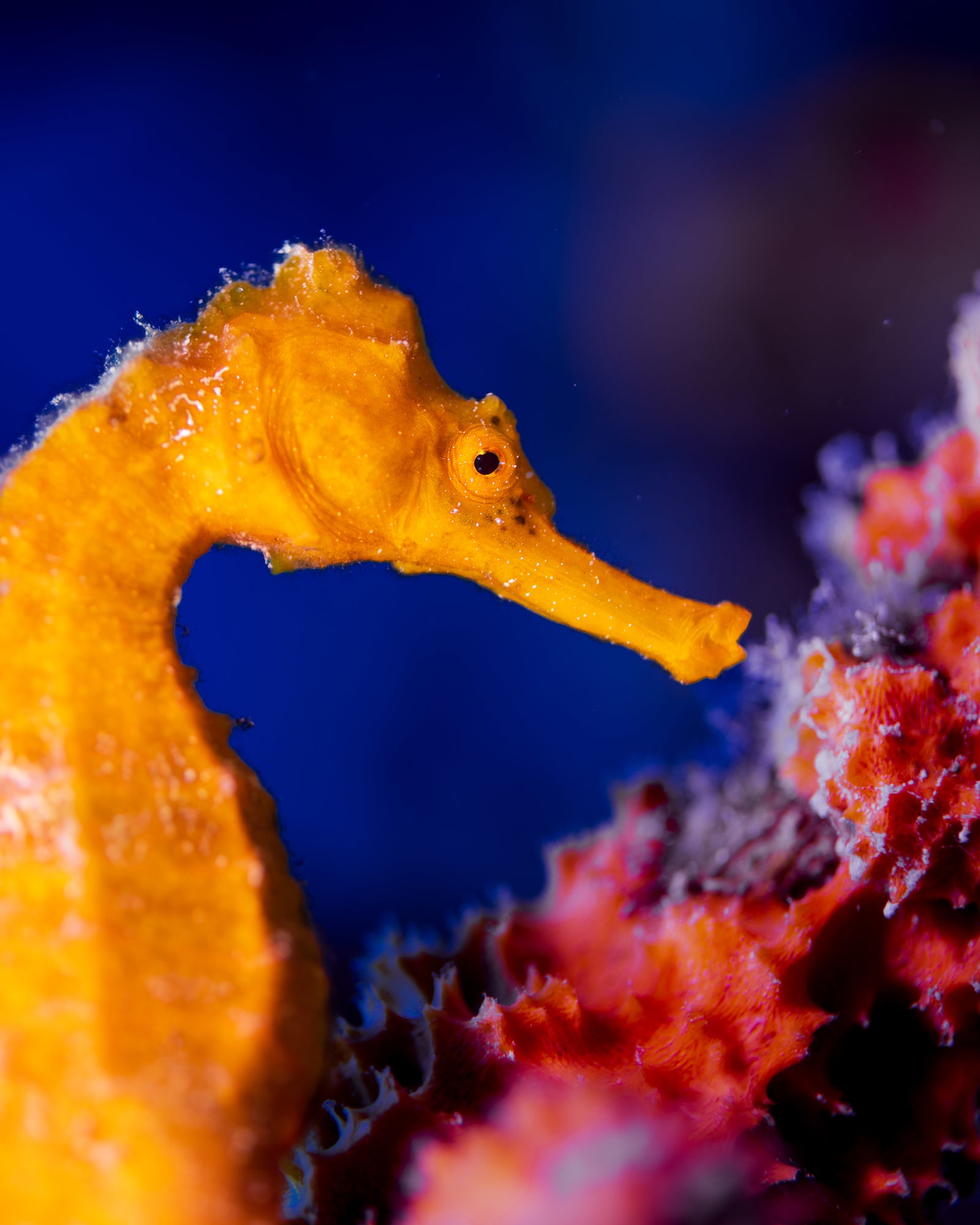 Seahorse portrait