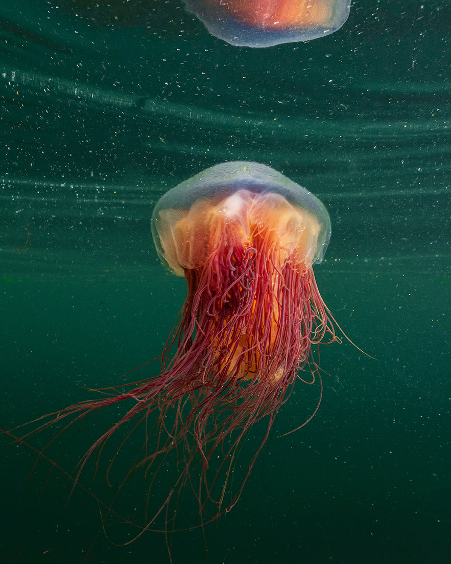 Jellyfish portrait