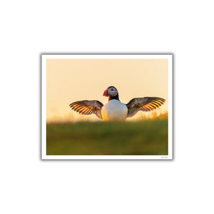 Illuminated wings of the puffin