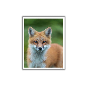 Red fox portrait