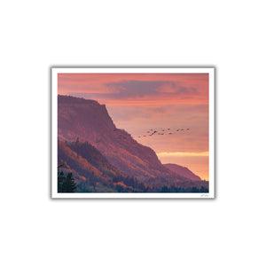 Snow Geese in flight in Le Bic