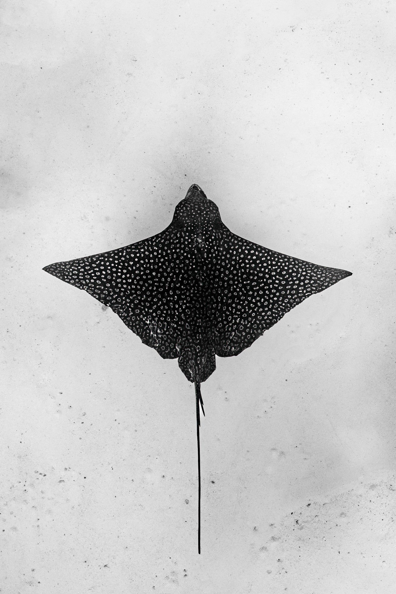 Eagle ray
