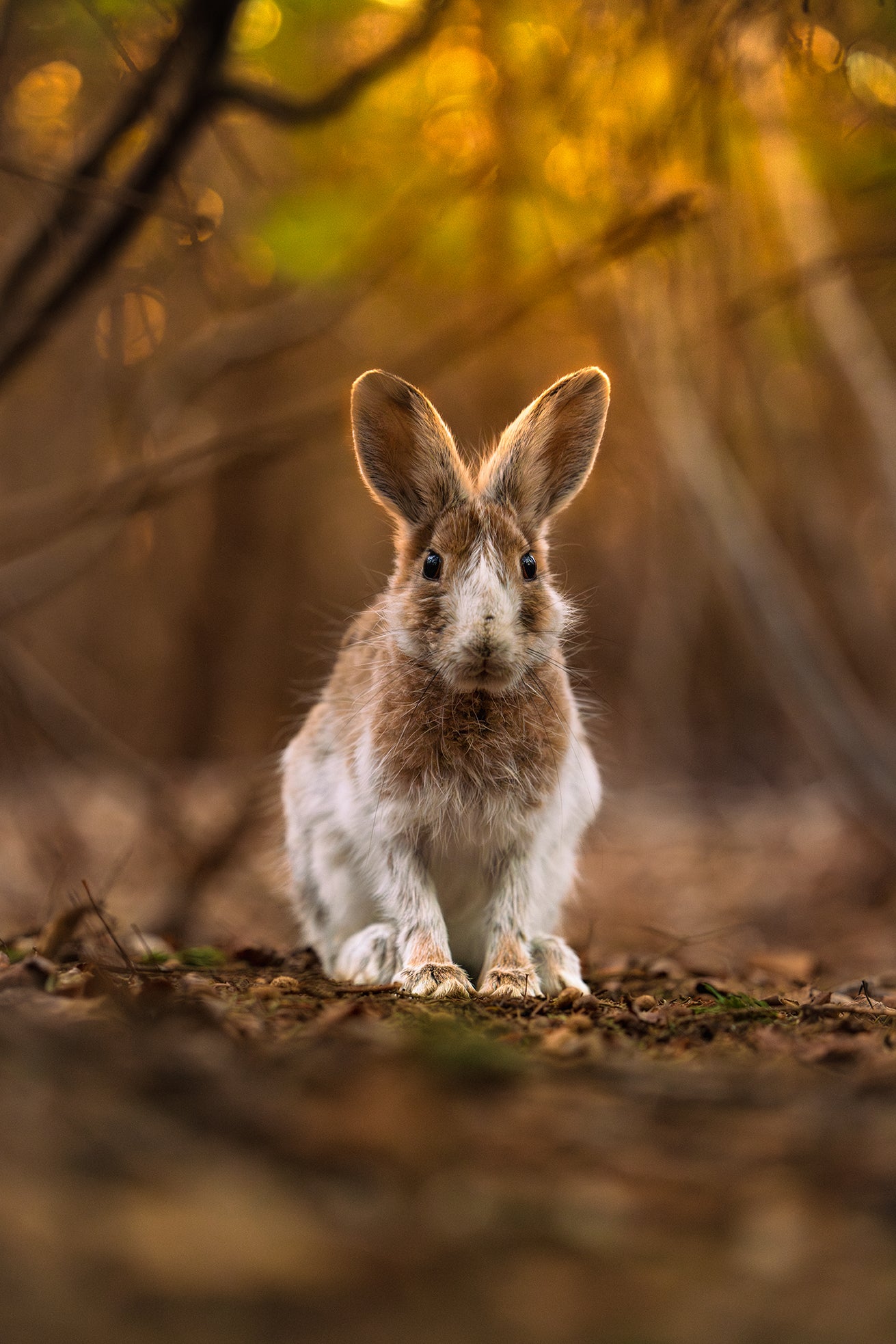 Shedding hare