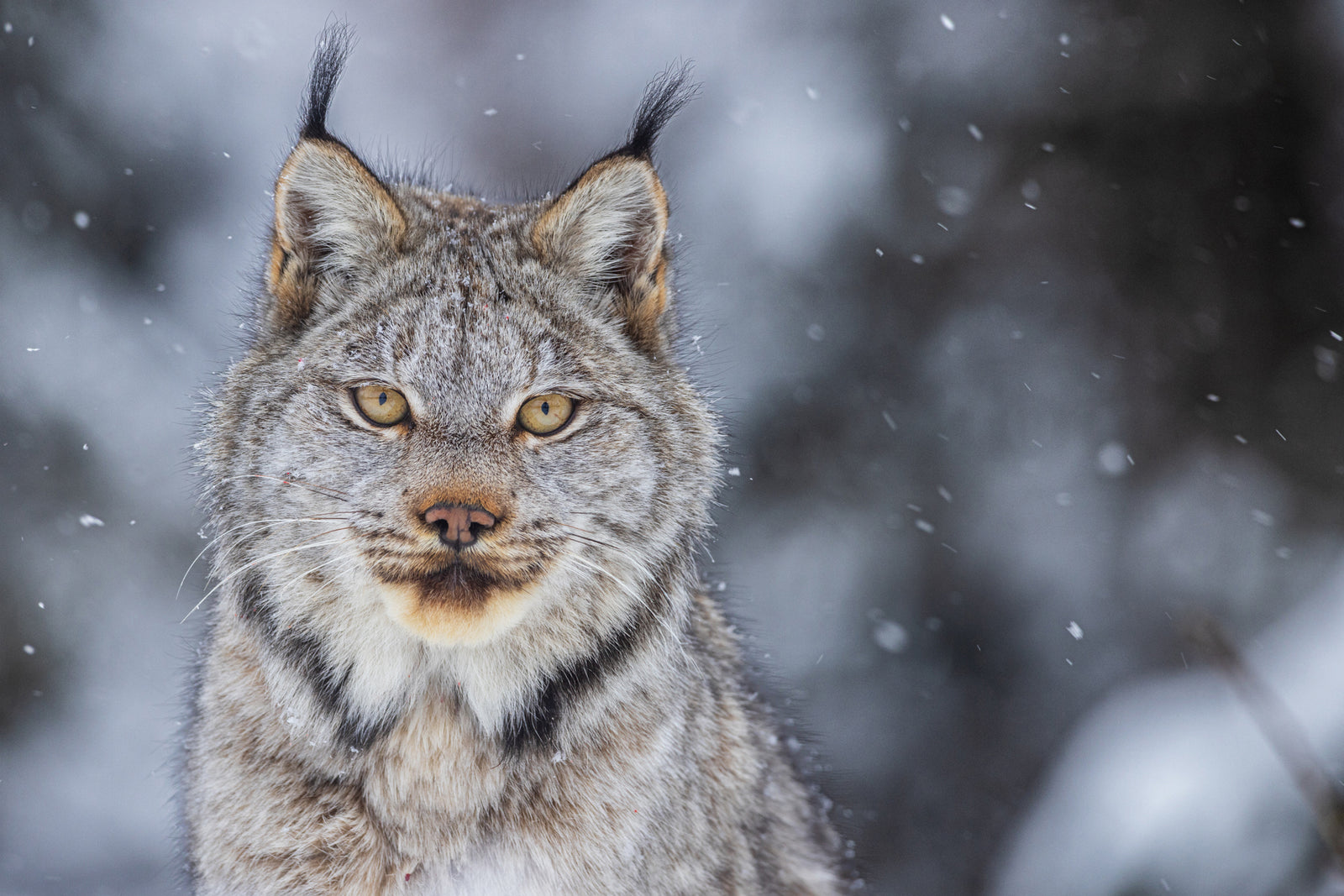 Regard du lynx