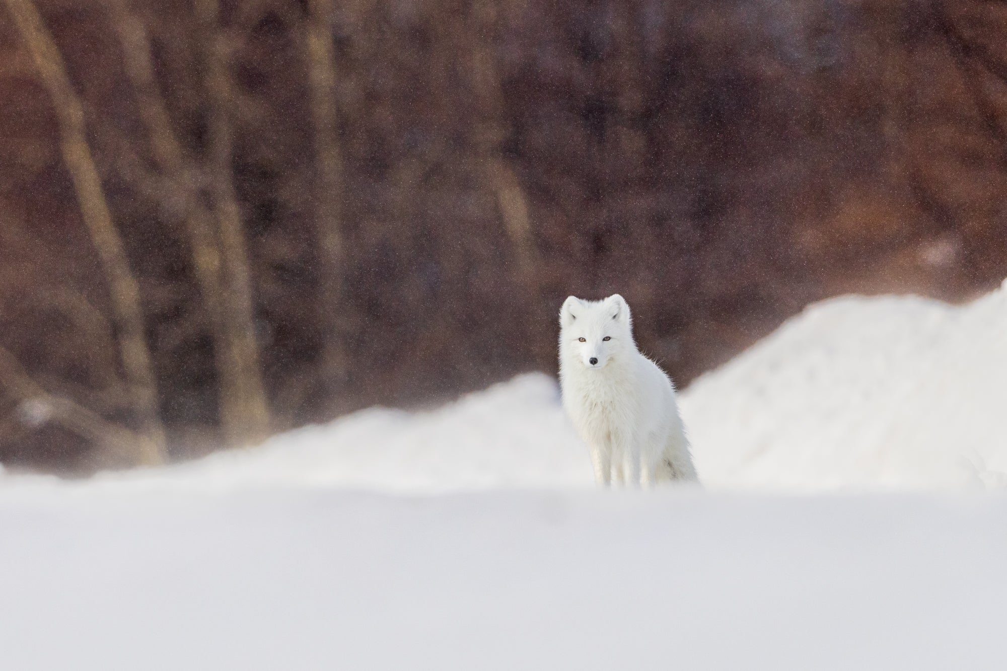 Sous une fine neige