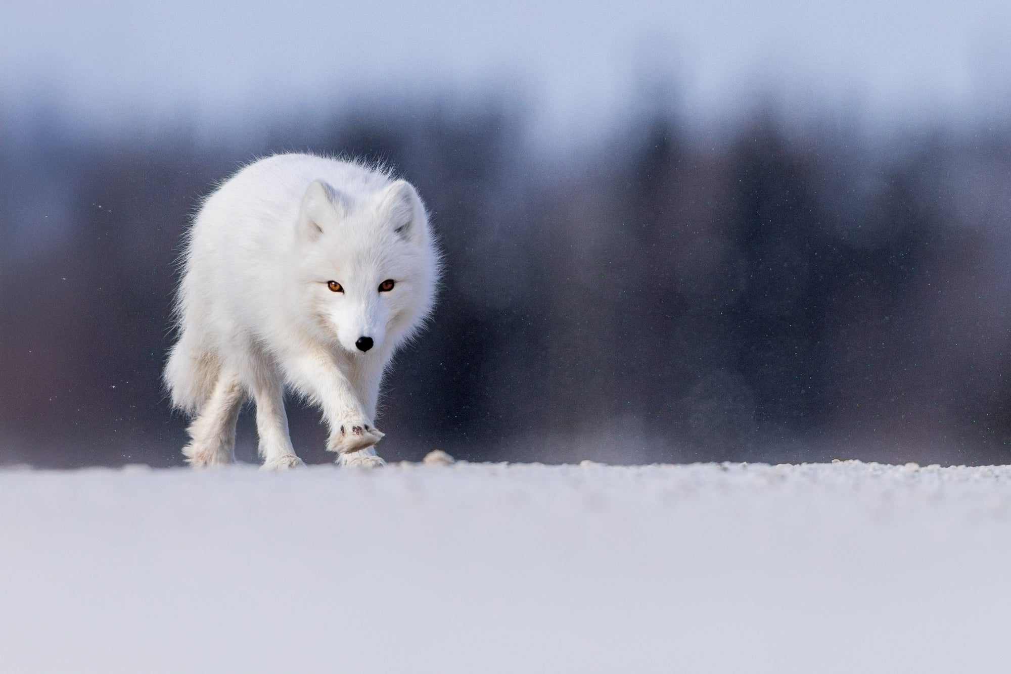 Aux allures de loup