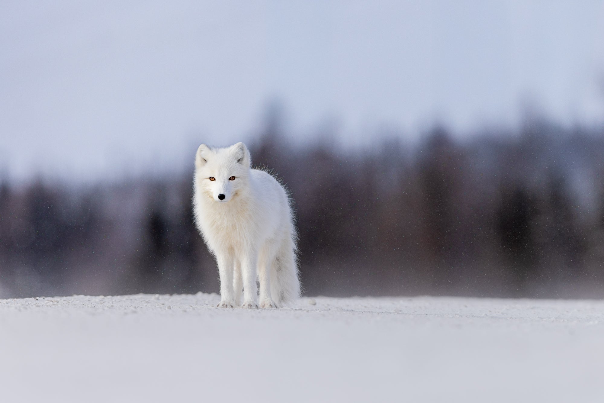 Snowshoes