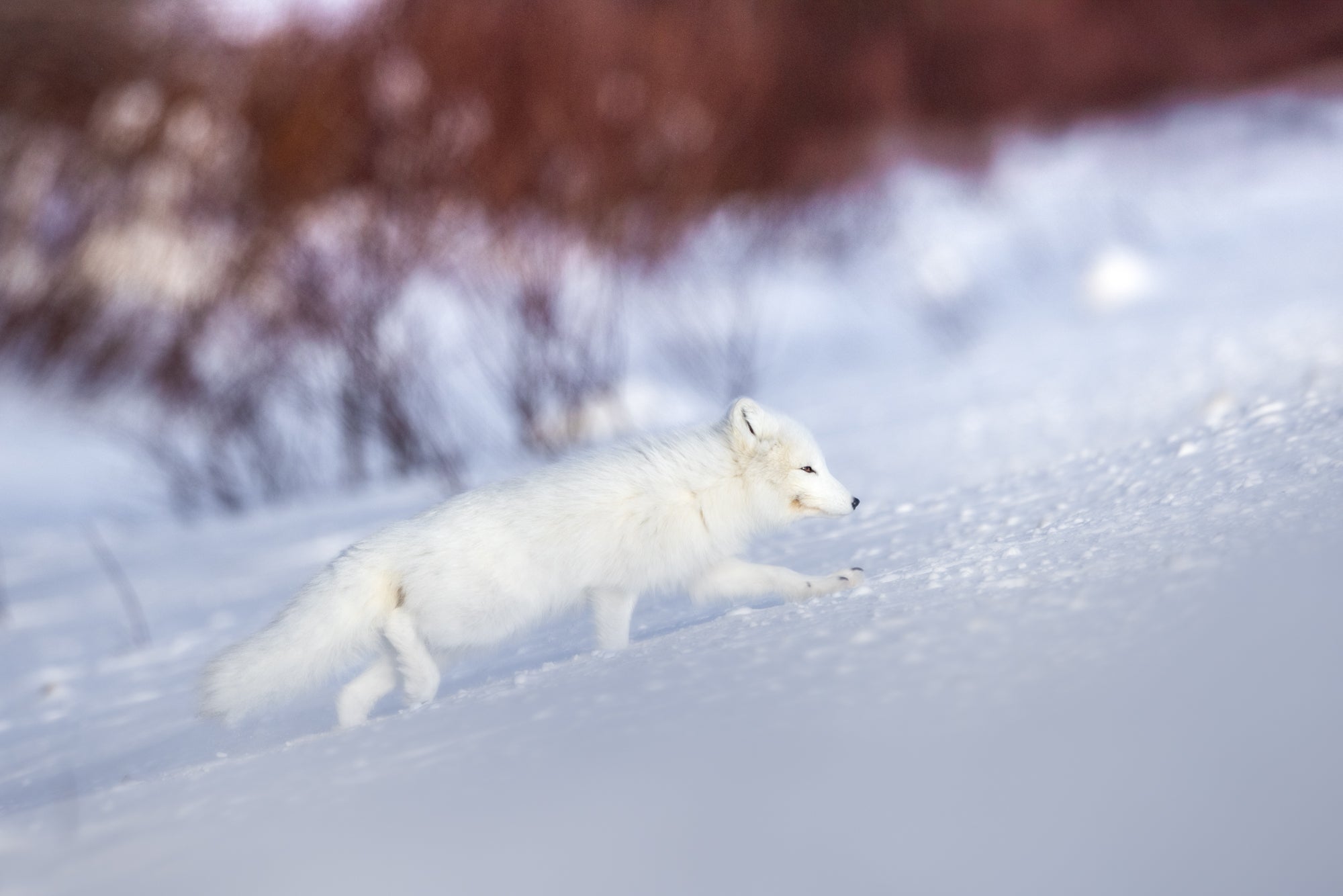 Snowshoes